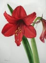 Photo de profil de Amaryllis