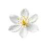 Profile picture of jasminecloudlatte