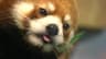 Profile picture of Kubo